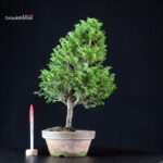 Chamaecyparis Obtusa - Hinoki