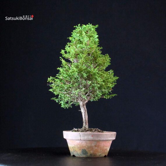 Chamaecyparis Obtusa - Hinoki - immagine 2