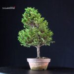 Chamaecyparis Obtusa - Hinoki - immagine 3