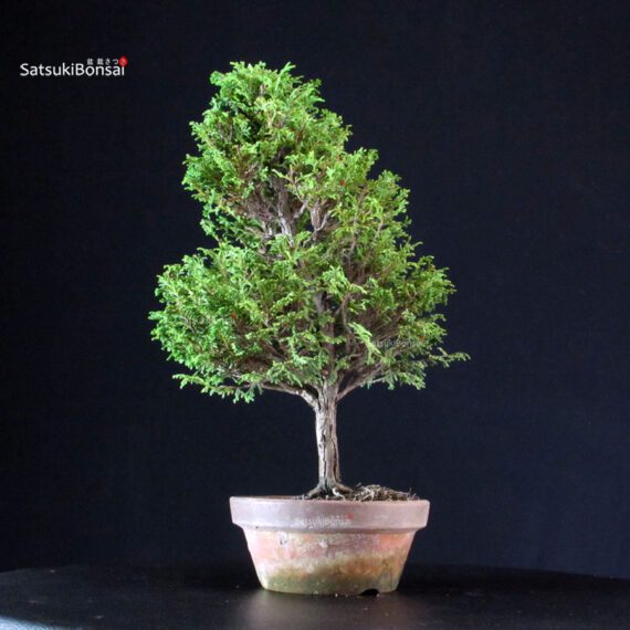 Chamaecyparis Obtusa - Hinoki - immagine 3