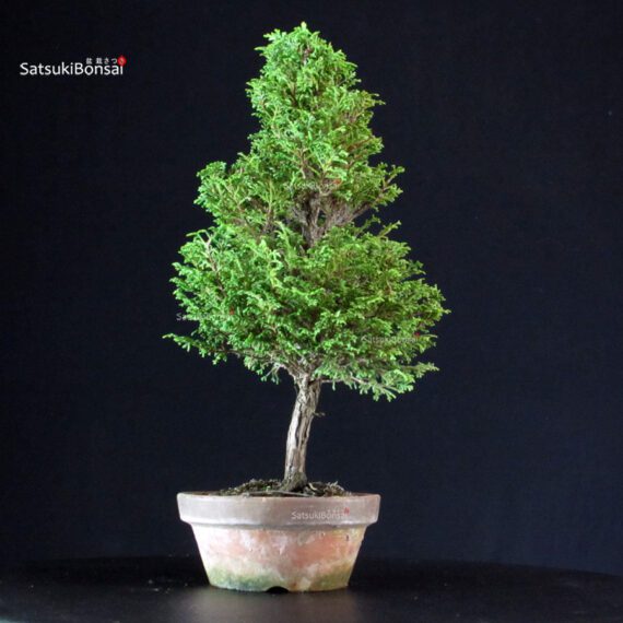 Chamaecyparis Obtusa - Hinoki - immagine 4
