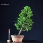 Chamaecyparis Obtusa - Hinoki