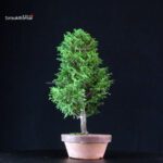 Chamaecyparis Obtusa - Hinoki - immagine 2