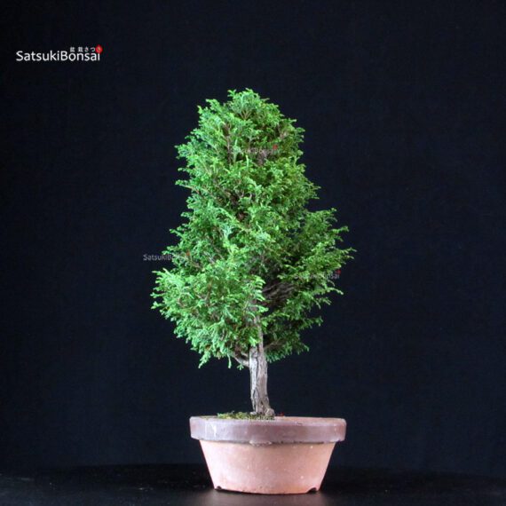 Chamaecyparis Obtusa - Hinoki - immagine 2
