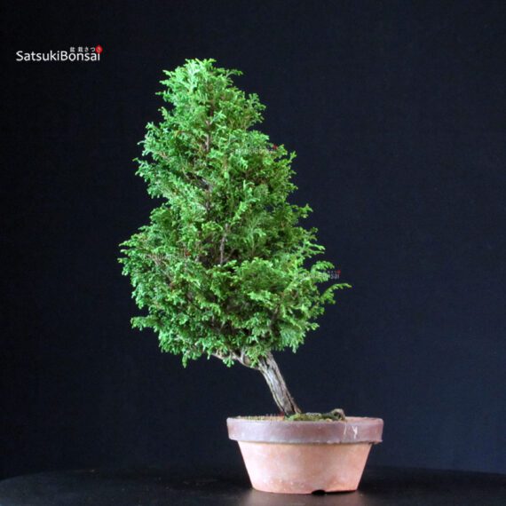 Chamaecyparis Obtusa - Hinoki - immagine 3