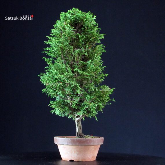 Chamaecyparis Obtusa - Hinoki - immagine 4
