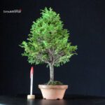 Chamaecyparis Obtusa - Hinoki
