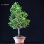 Chamaecyparis Obtusa - Hinoki - immagine 2