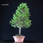 Chamaecyparis Obtusa - Hinoki - immagine 3