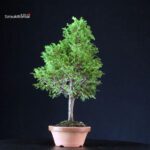 Chamaecyparis Obtusa - Hinoki - immagine 4