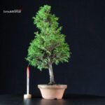 Chamaecyparis Obtusa - Hinoki