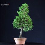 Chamaecyparis Obtusa - Hinoki - immagine 3