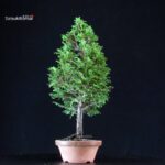 Chamaecyparis Obtusa - Hinoki - immagine 4
