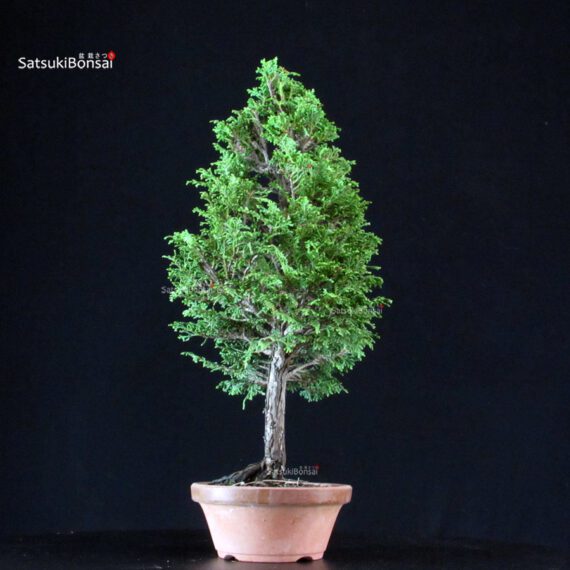Chamaecyparis Obtusa - Hinoki - immagine 4