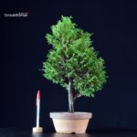 Chamaecyparis Obtusa - Hinoki
