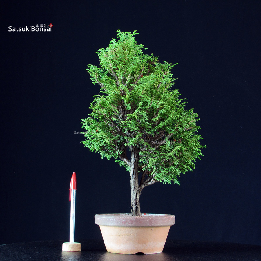 4361_1-Chamaecyparis-Obtusa-–-Hinoki Chamaecyparis Obtusa - Hinoki - immagine 1