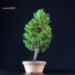 Chamaecyparis Obtusa - Hinoki - immagine 2
