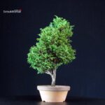 Chamaecyparis Obtusa - Hinoki - immagine 3