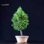 Chamaecyparis Obtusa - Hinoki - immagine 4