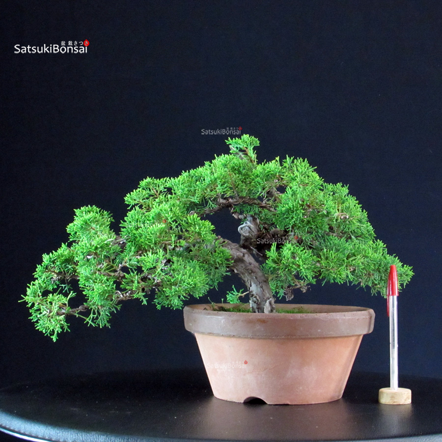 4987_1-Juniperus-chinensis-itoigawa Juniperus Chinensis Itoigawa - immagine 1