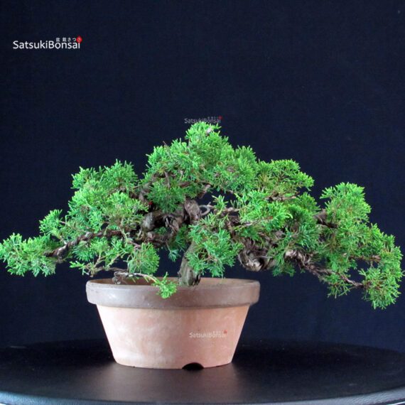 Juniperus Chinensis Itoigawa - immagine 3