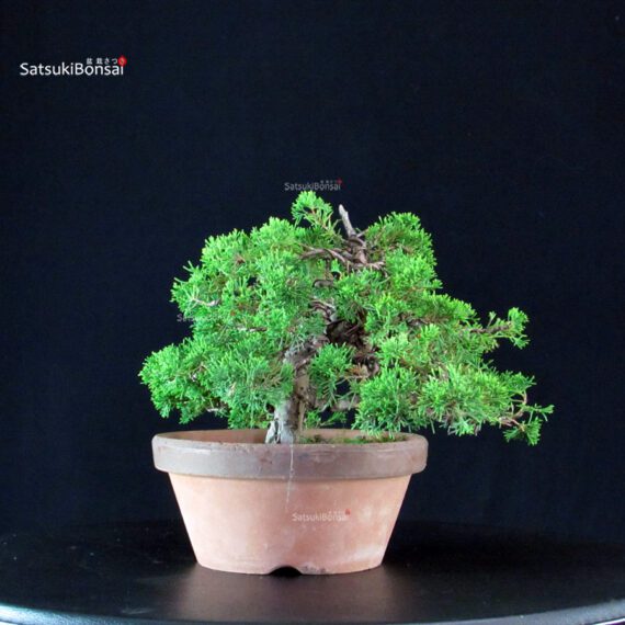 Juniperus Chinensis Itoigawa - immagine 4