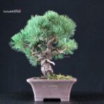 Pinus Pentaphylla - Goyomatsu - immagine 2
