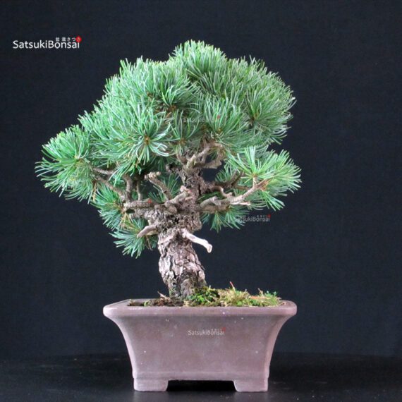 Pinus Pentaphylla - Goyomatsu - immagine 2