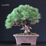 Pinus Pentaphylla - Goyomatsu - immagine 3