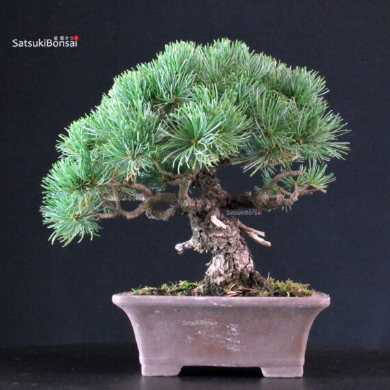 Pinus Pentaphylla - Goyomatsu - immagine 3
