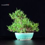 Gardenia Jasminoides - immagine 3