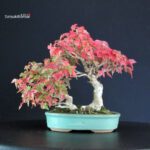 Acer Buergerianum - Kaede