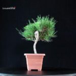 Pinus Thunbergii - Pino nero - immagine 4