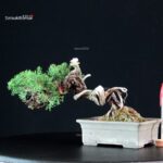 Juniperus Chinensis Itoigawa