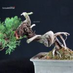 Juniperus Chinensis Itoigawa - immagine 9