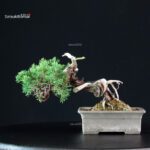 Juniperus Chinensis Itoigawa - immagine 2