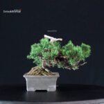 Juniperus Chinensis Itoigawa - immagine 3