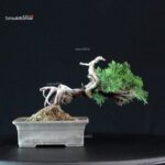 Juniperus Chinensis Itoigawa - immagine 4