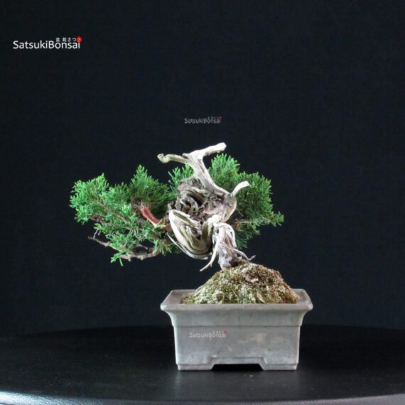 Juniperus Chinensis Itoigawa - immagine 5