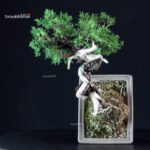 Juniperus Chinensis Itoigawa - immagine 6
