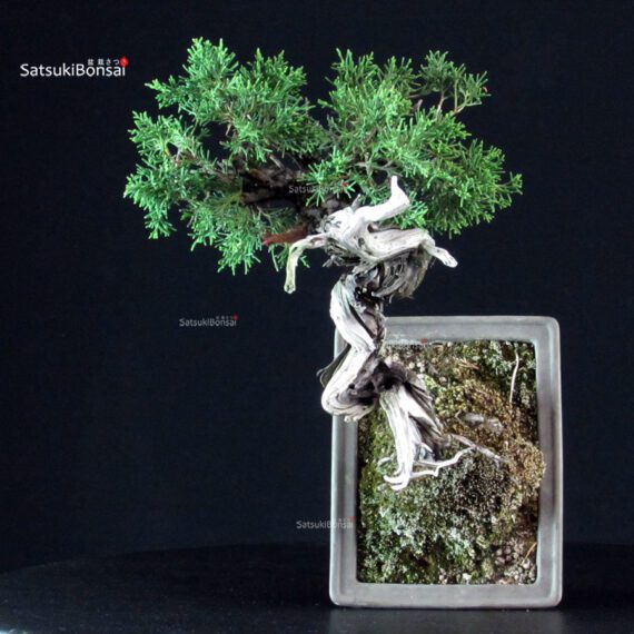 Juniperus Chinensis Itoigawa - immagine 6