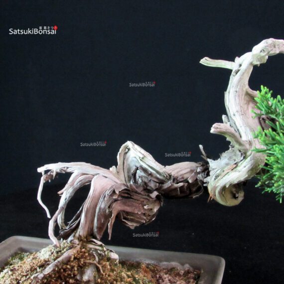 Juniperus Chinensis Itoigawa - immagine 7