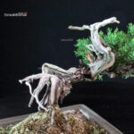 Juniperus Chinensis Itoigawa - immagine 8
