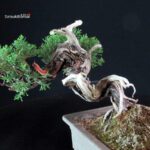 Juniperus Chinensis Itoigawa - immagine 10