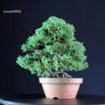 Juniperus Procumbens - Sonare - immagine 2