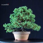 Juniperus Procumbens - Sonare - immagine 3