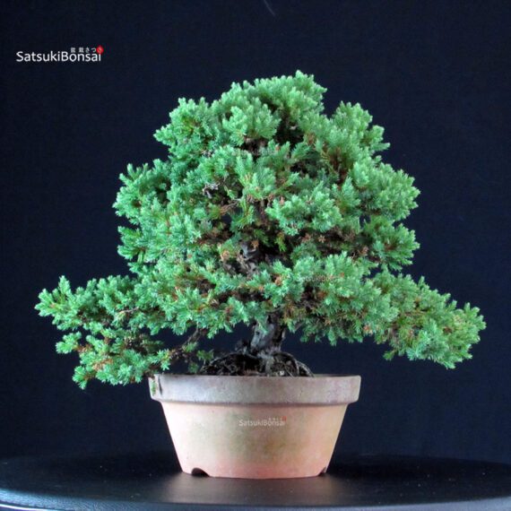 Juniperus Procumbens - Sonare - immagine 3