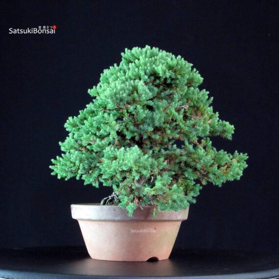 Juniperus Procumbens - Sonare - immagine 4