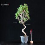 Pinus Thunbergii Senjumaru - Pino nero