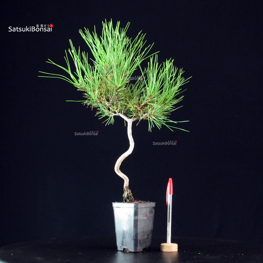 6112_1-Pinus-thunbergii-kuromatsu Pinus Thunbergii - Pino nero - immagine 1